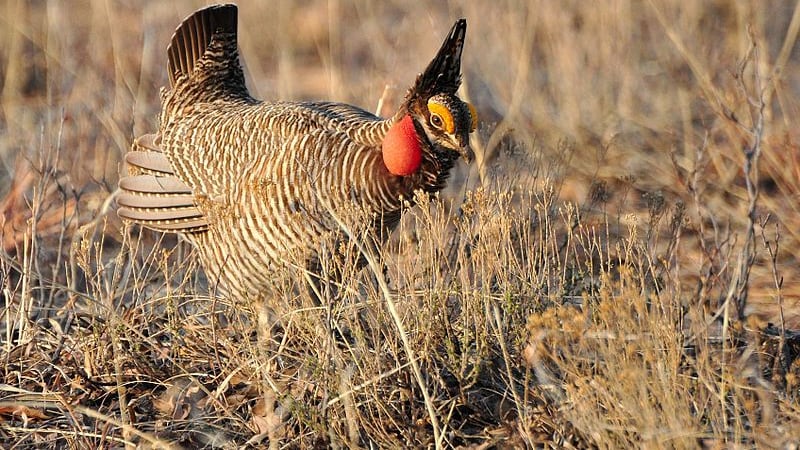 Gallina de las praderas menor (Fuente: Wikipedia
