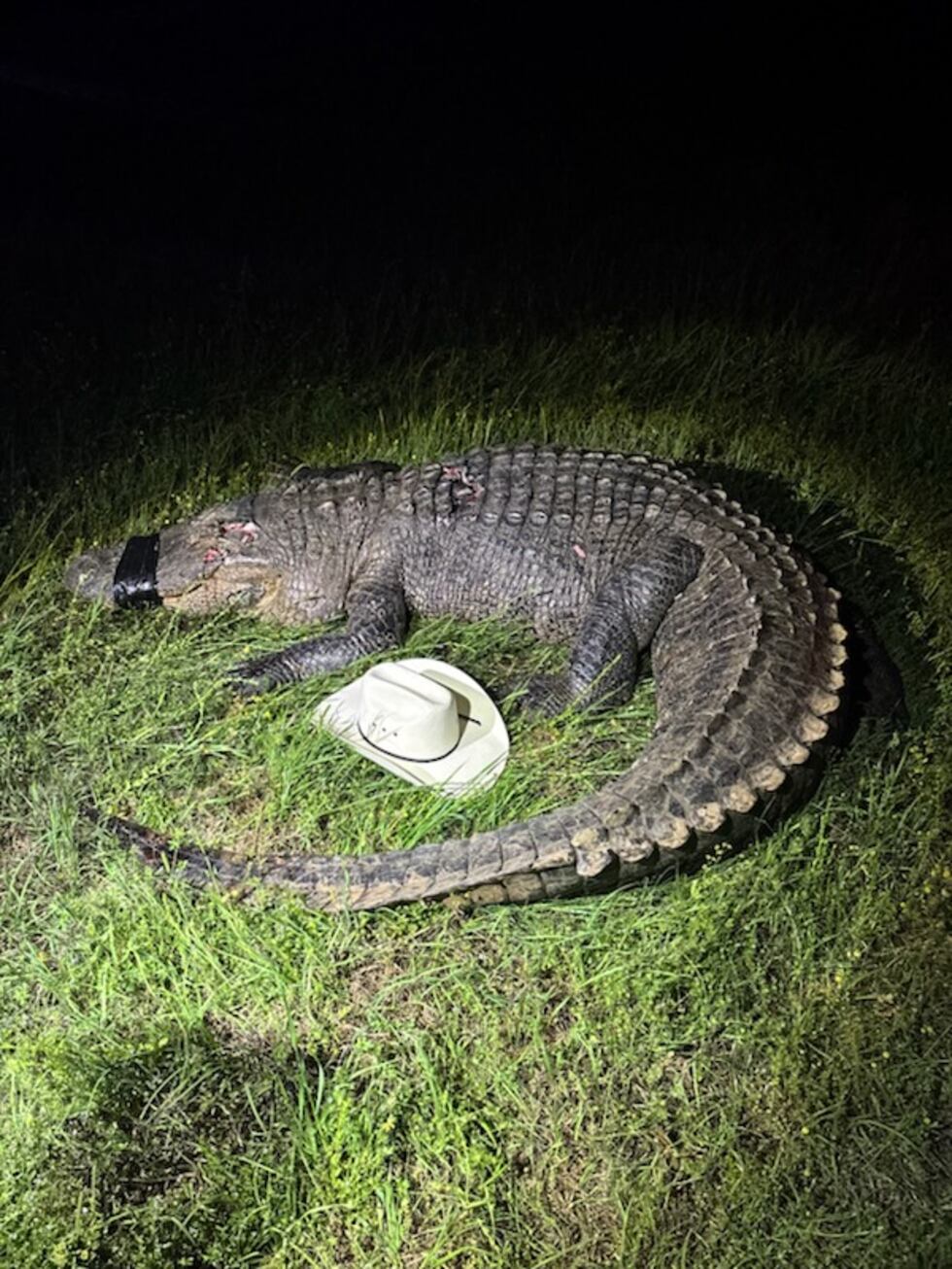 El caimán de casi 4 metros fue atropellado en el Condado de Cass.