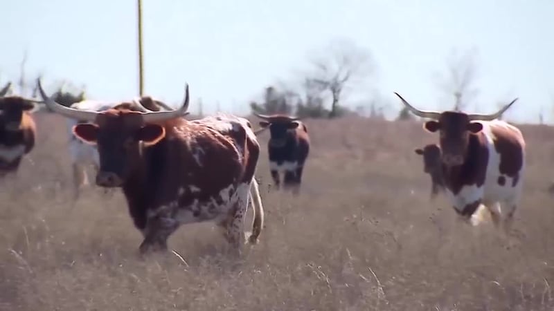 USDA confirms three new screwworm cases in Texas