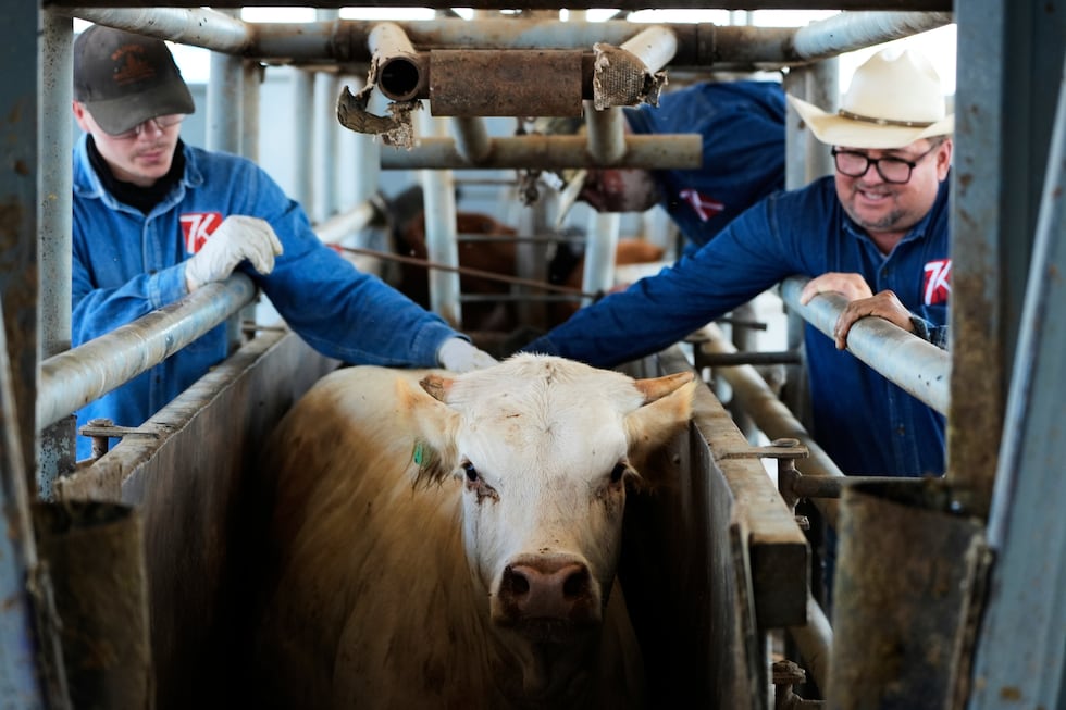 Vaqueros empujan a una vaca fuera de su lugar para que sea examinada por un veterinario en un...