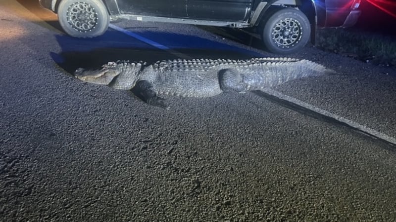 12-foot alligator struck by vehicle in Cass County, had to be put down