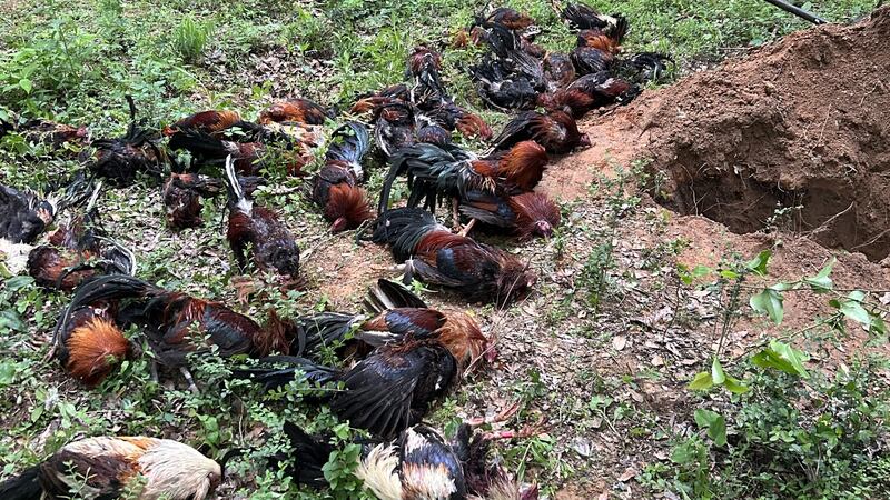 Se han hallado 56 gallos muertos y se ha detenido a cuatro personas tras un registro en una...