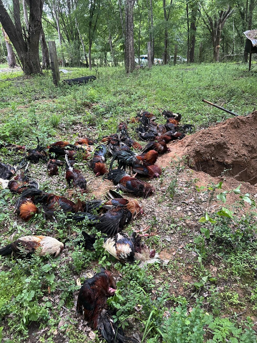 56 dead roosters found, 4 arrested after search of Rusk County property