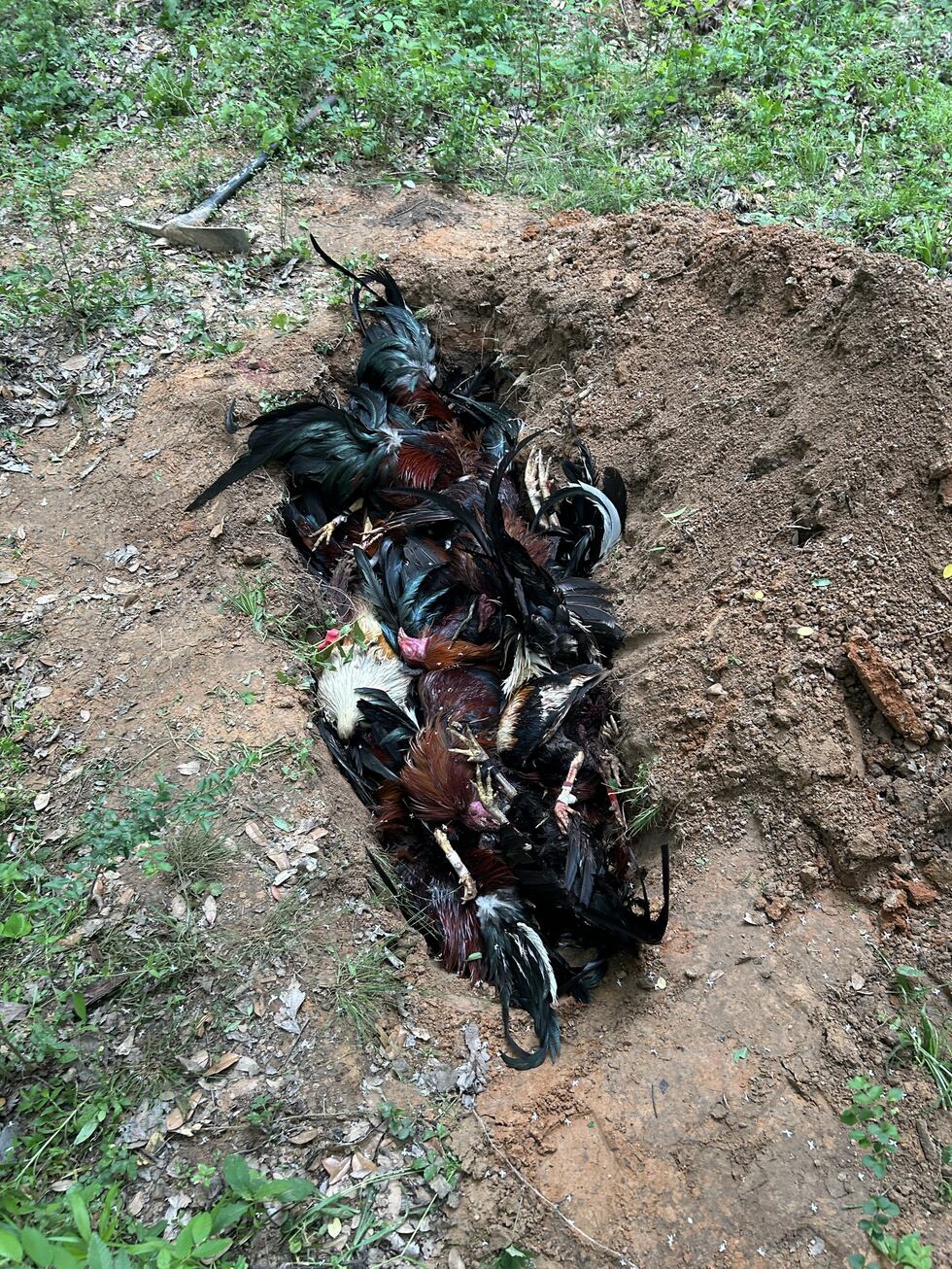 56 dead roosters found, 4 arrested after search of Rusk County property