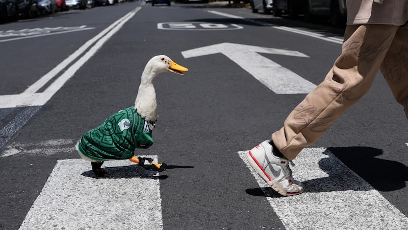 Conoce al pato Merlín, la mascota del Mundial que robó miles de corazones